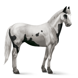 ridehest paint horse sort tovero
