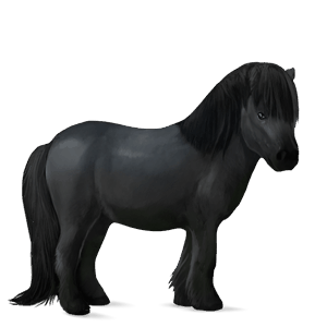 pony fjordhest brunblak