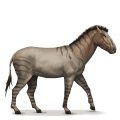 forhistorisk hest: hippidion