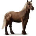 vild hest: pottok
