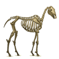 ridepegasus skelet