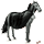 pony vampyr