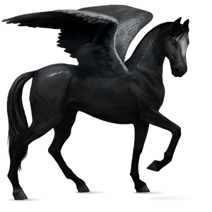 ridepegasus araber sort