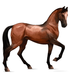 ridehest akhal-tekiner kirsebærbrun