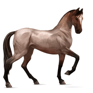 ridehest akhal-tekiner skimmel