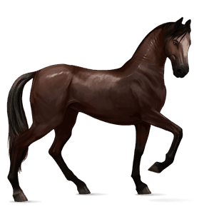 ridehest criollo leverrød