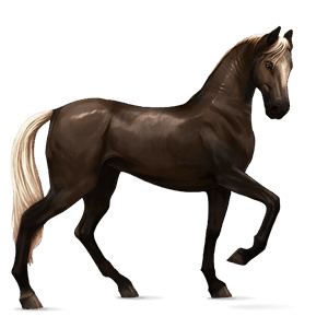 ridehest holstener sort