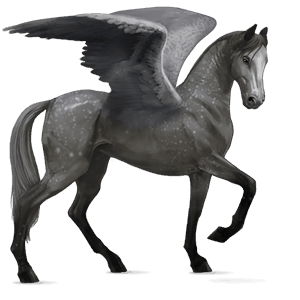 ridepegasus andalusier gråskimmel