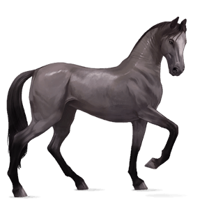 ridehest criollo kirsebærbrun