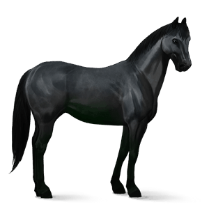ridehest tennessee walker sort