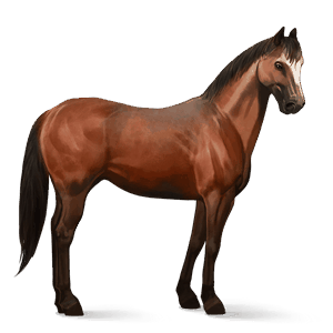 ridehest paint horse brun tobiano