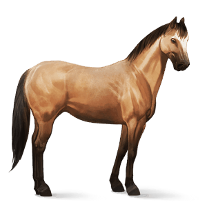 ridehest paint horse sortbroget tobiano
