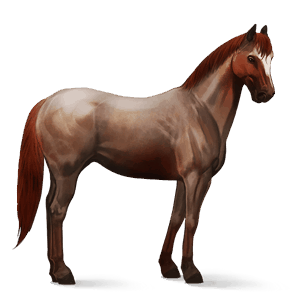 ridehest fransk traver brun