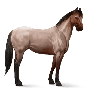 ridehest mangalarga marchador rød
