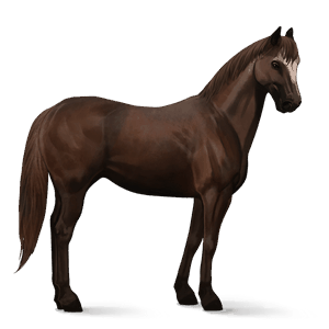 ridehest paint horse sortbroget tobiano