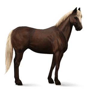 ridehest araber leverrød