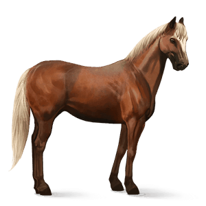 ridehest kirsebærbrun tobiano