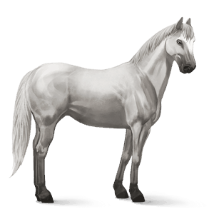 ridehest appaloosa rød blanket