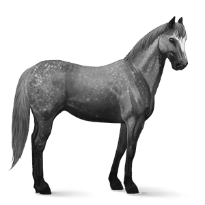 ridehest paint horse blakket overo