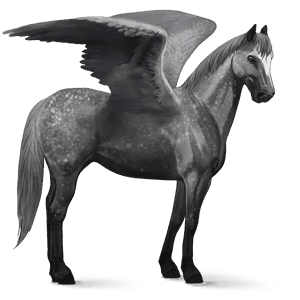 ridepegasus criollo gråskimmel
