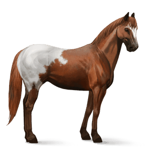 ridehest appaloosa rød blanket