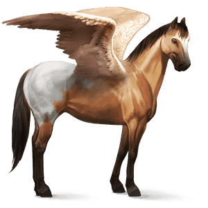 ridepegasus criollo brun