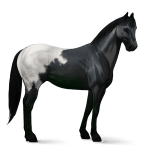 ridehest andalusier gråskimmel