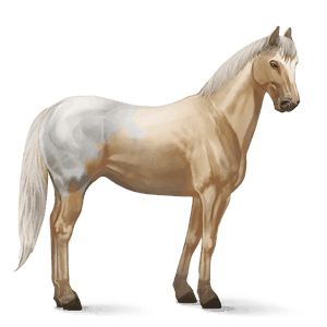 pony welsh blakket