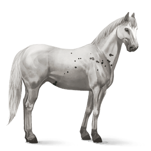 ridehest quarter horse lysegrå