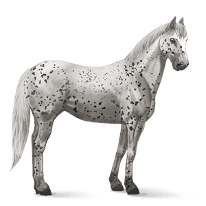 ridehest knabstrupper sort leopard