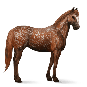 ridehest appaloosa rød snowflake