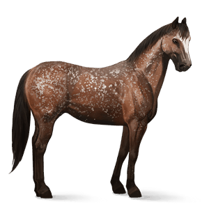 ridehest andalusier mørkebrun