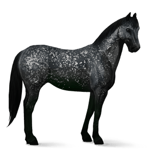 ridehest appaloosa brun plettet blanket
