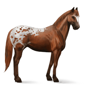 ridehest tennessee walker mørkebrun