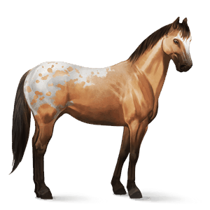 ridehest andalusier brun
