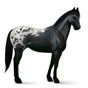 ridehest appaloosa sort plettet blanket