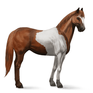 ridehest paint horse brun tobiano