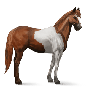 ridehest rød tobiano