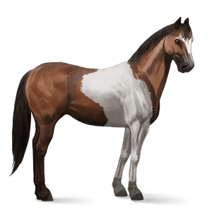 ridehest paint horse brun tovero