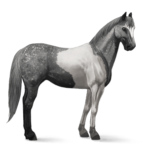 ridehest paint horse gråskimmel tobiano