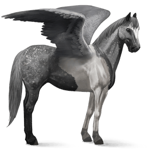 ridepegasus paint horse gråskimmel tobiano