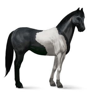ridehest paint horse sortbroget tobiano