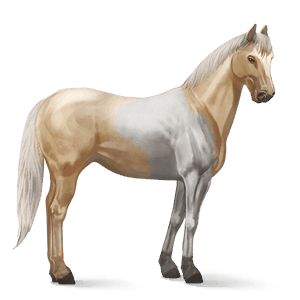 ridehest andalusier lysegrå