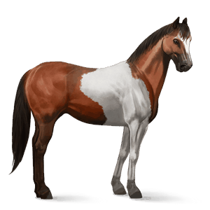 ridehest paint horse brun overo