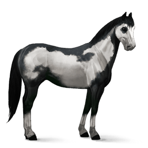 ridehest appaloosa rød leopard
