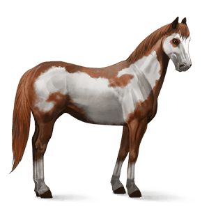 ridehest paint horse rødbroget overo