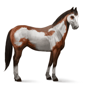 ridehest andalusier mørkebrun