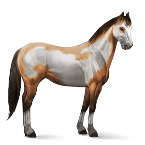 ridehest paint horse brun tobiano