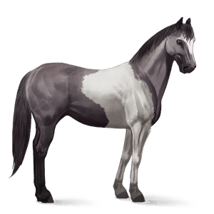 ridehest curly rød tobiano
