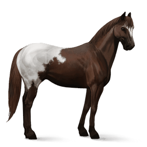 ridehest andalusier lysegrå